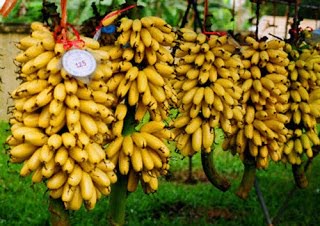 1415344926 Am Thuc Ha Nam 2 1