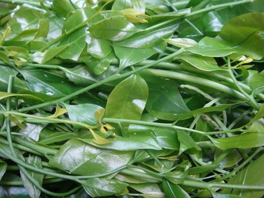 Dac San Rau Sang Chua Huong Ha Tay 01 4