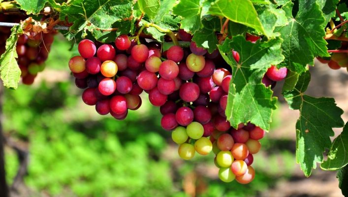 Nho Phan Rang Dac San Ninh Thuan 1