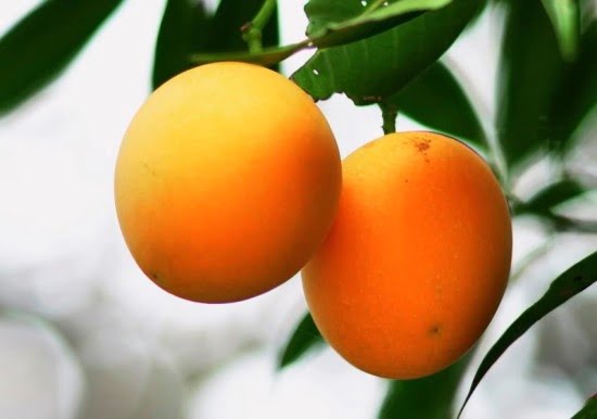 Qua Thanh Tra Dac San Vinh Long 02 1